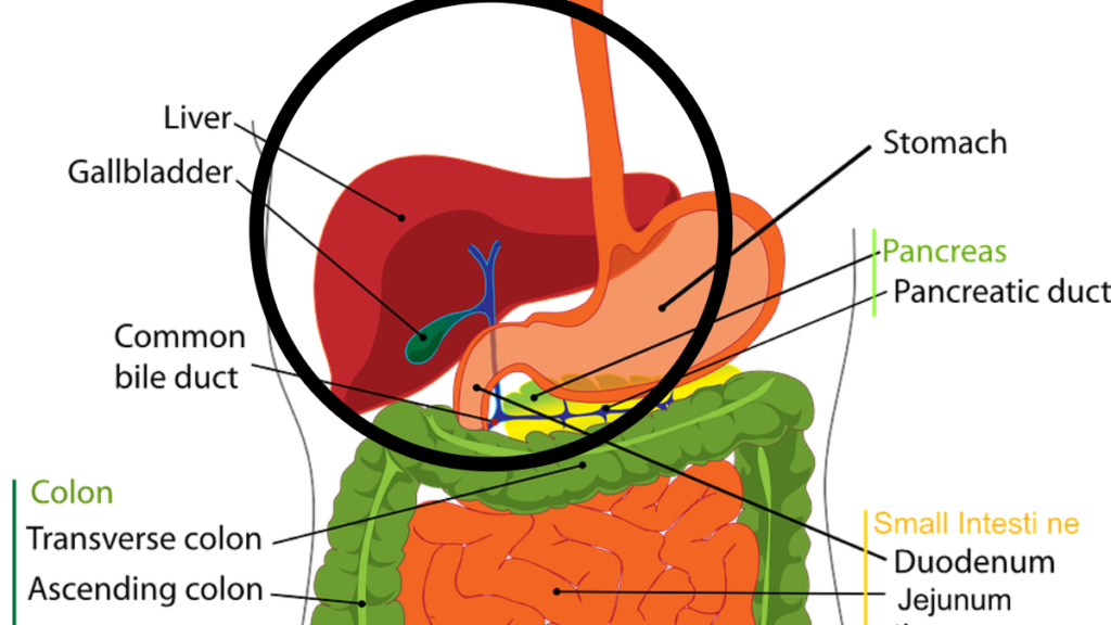 liver-diagram